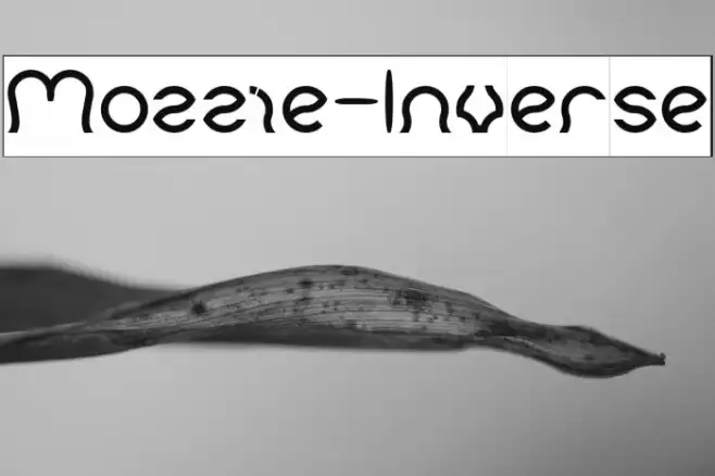 Mozzie-Inverse Example 3