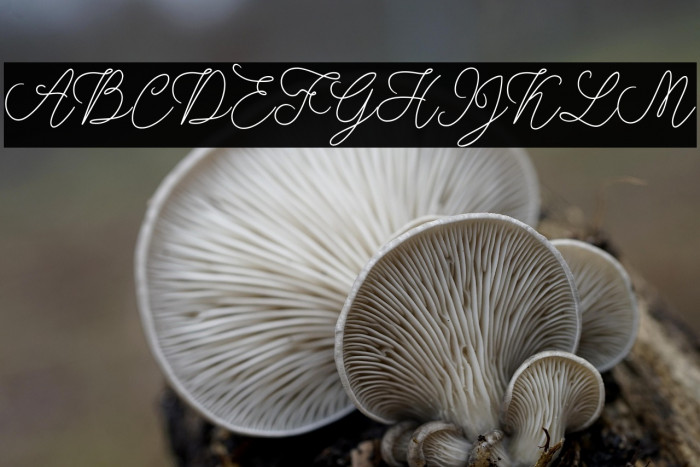 modistascript Example 2