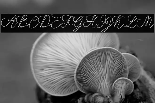 modistascript Example 2