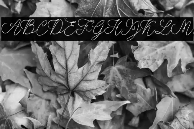 modistascript Font examples