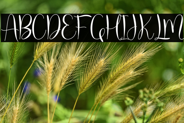 molly willy Example 1