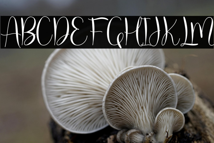 molly willy Example 1