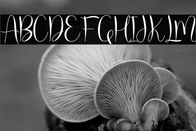 molly willy Font examples