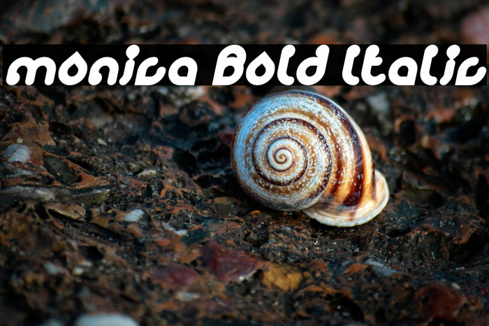 monica Bold Italic Example 3