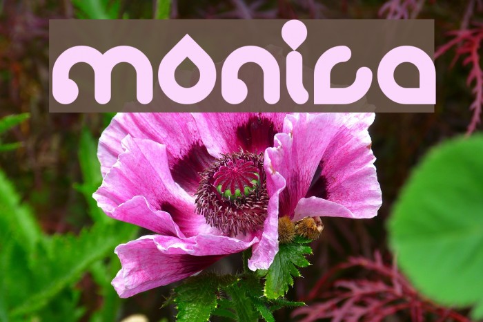 monica Font examples