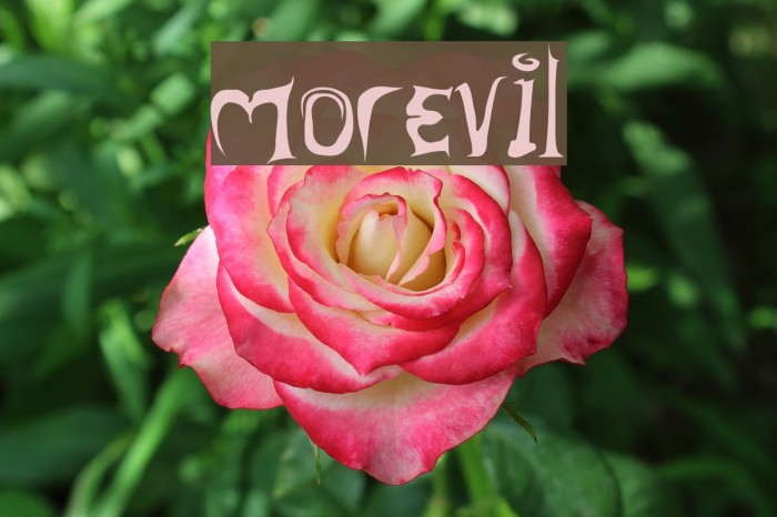 morevil Font examples