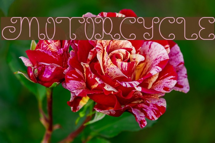 motorcycle Example 2