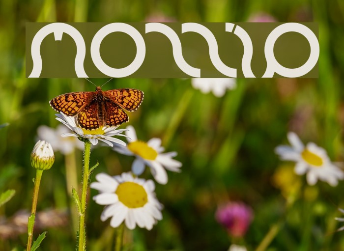 mozzie Font examples