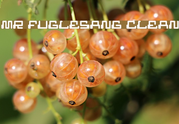 MR FUGLESANG CLEAN Font examples