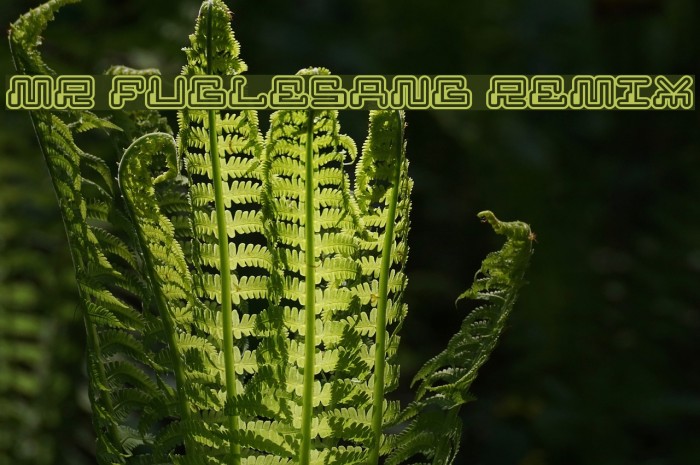 MR FUGLESANG REMIX Font examples