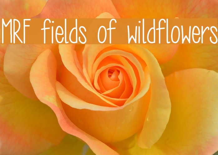 MRF fields of wildflowers Font examples