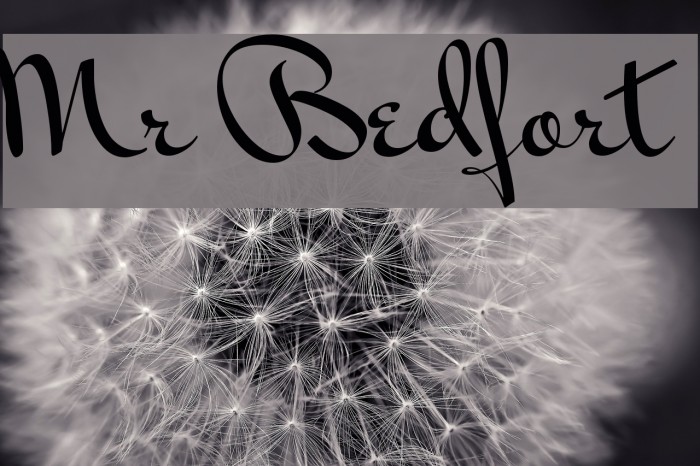 Mr Bedfort Font examples