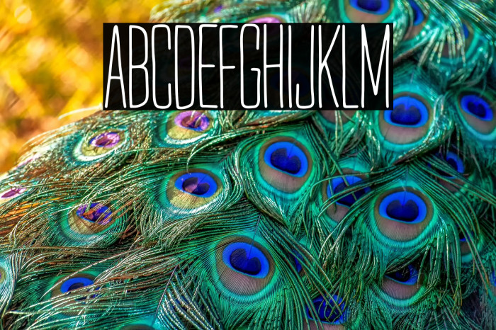 Mr. Quincy Regular Example 1