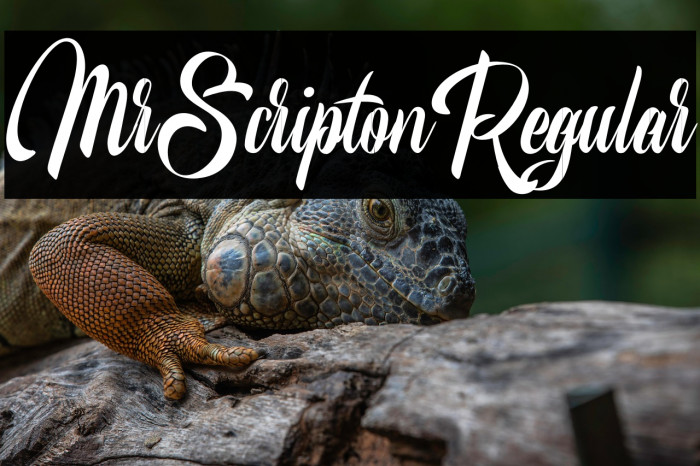 MrScriptonRegular Example 3