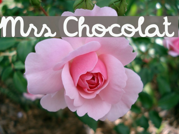 Mrs Chocolat Example 2