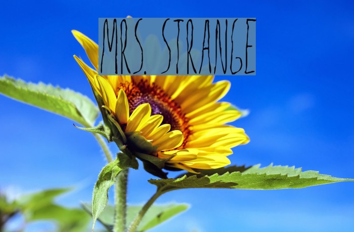 Mrs. Strange Font examples