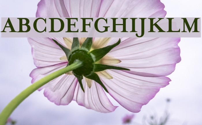 MrsEaves-Bold Example 2