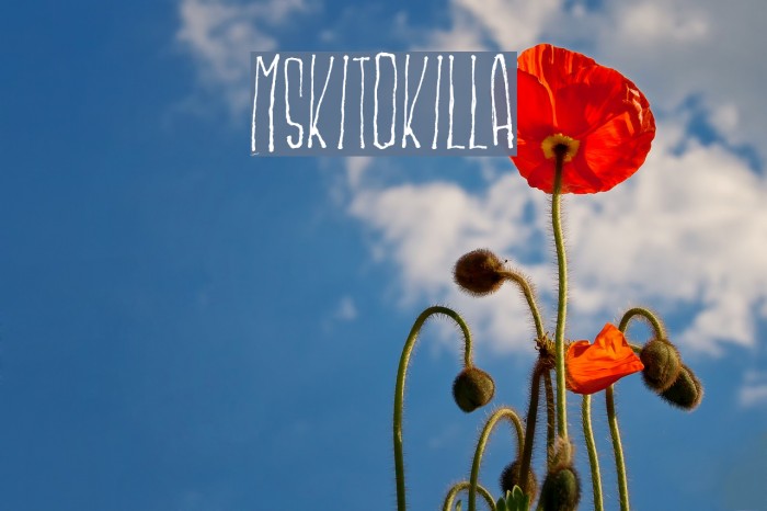 MSKITOKILLA Font examples