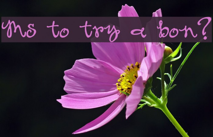 Ms to try a bon? Font examples