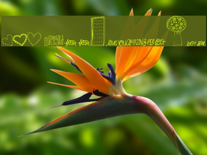 MTF Doodlewhats Example 1