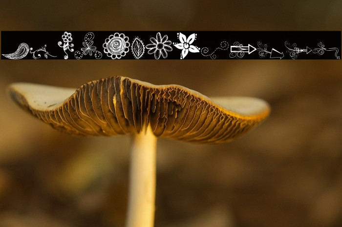 MTF Funk Fusion Example 3