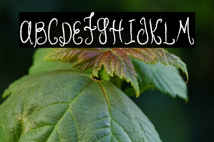 MTF Hunnie Example 3