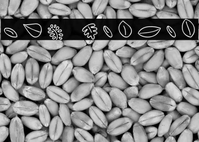 MTF Leaves Fonte examples