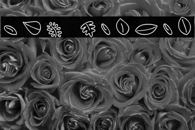 MTF Leaves Fonte examples