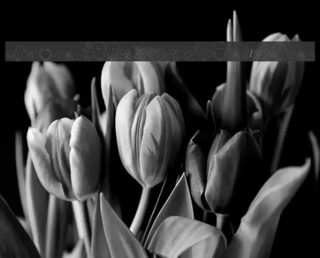 MTF Sweet Nature Dings Font examples