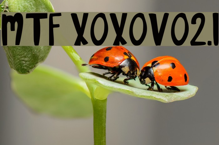 MTF XOXOvo2.1 Font examples