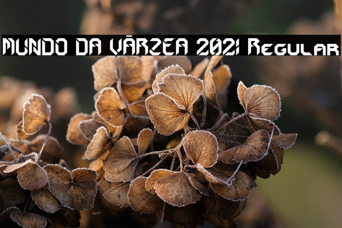 MUNDO DA VÁRZEA 2021 Regular Example 2