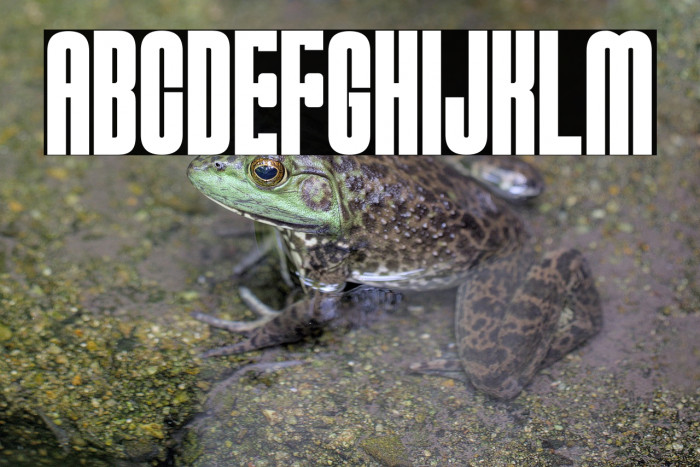 MUSCULARSTRENGTH-Bold Example 2