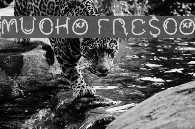 Mucho Fresco Fonte examples