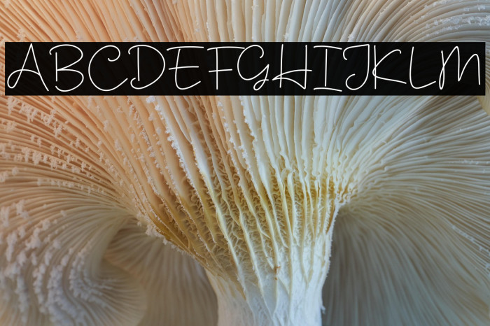 Muiden Castle Script Example 3