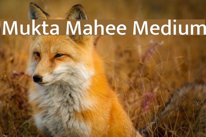 Mukta Mahee Medium Font examples