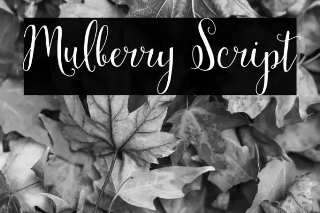 Mulberry Script Font examples