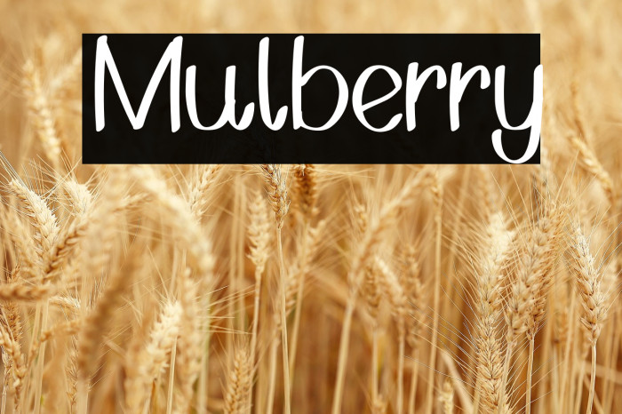 Mulberry Example 1