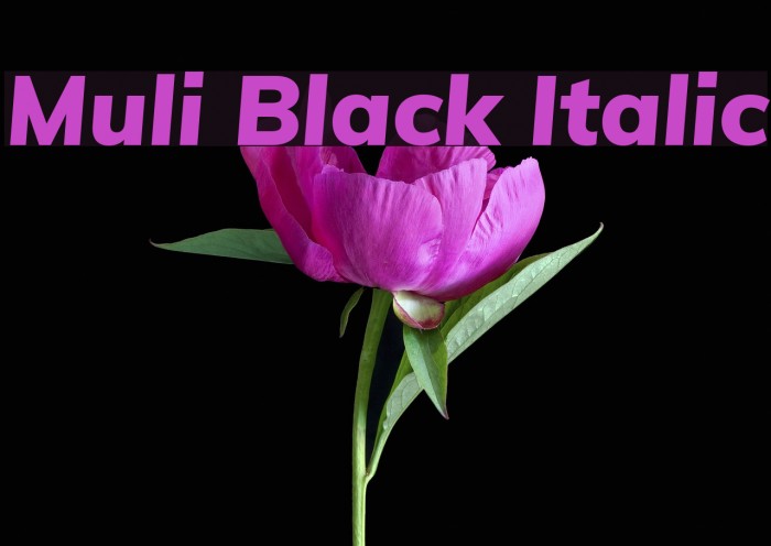 Muli Black Italic Schriftart examples