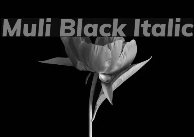 Muli Black Italic Schriftart examples
