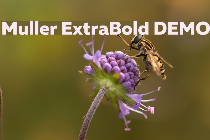 Muller ExtraBold DEMO Font examples