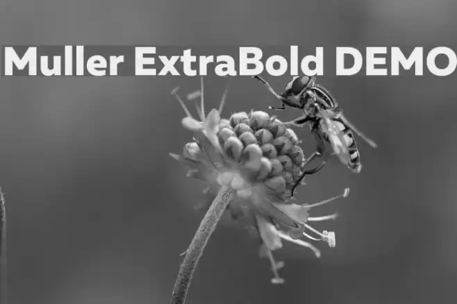 Muller ExtraBold DEMO Font examples