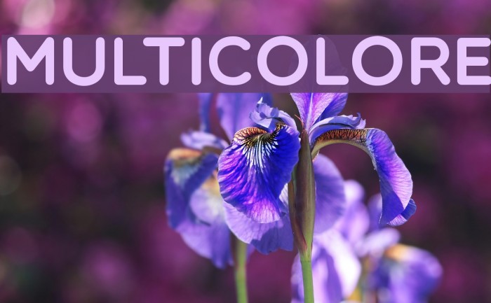 Multicolore Font examples