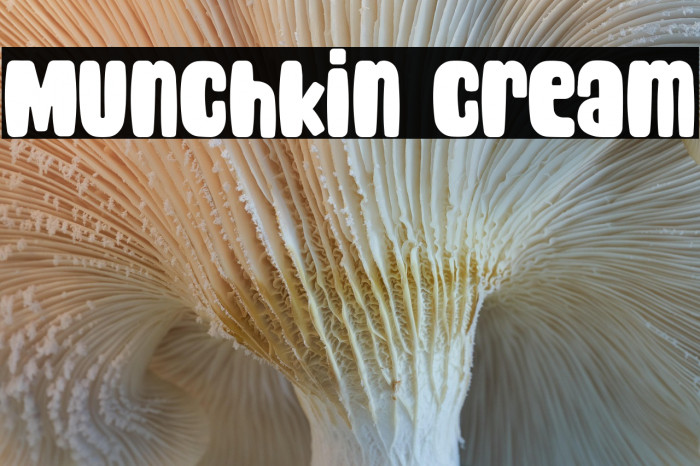 Munchkin Cream Example 3