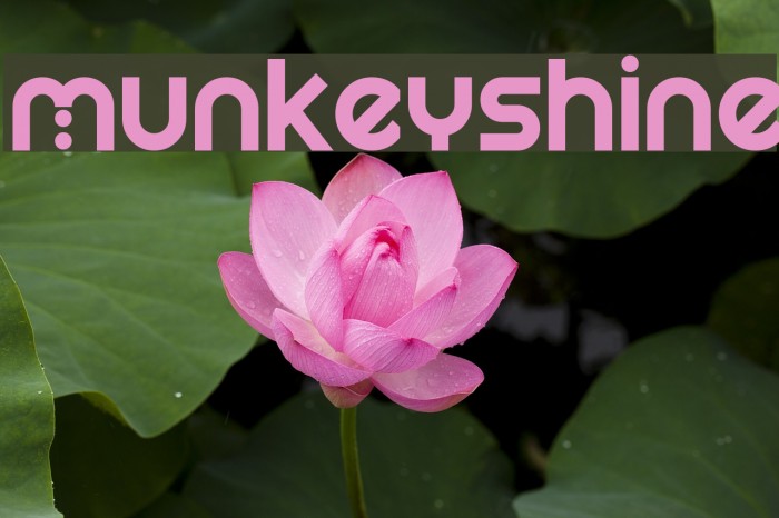 Munkeyshine Шрифта examples