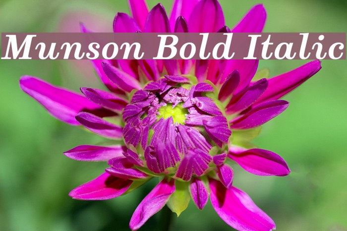 Munson Bold Italic Font examples