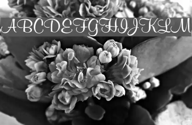Mural Script Шрифта examples
