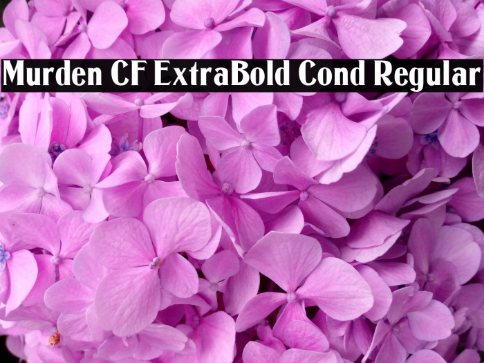 Murden CF ExtraBold Cond Regular Example 1