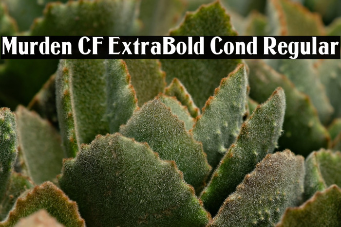 Murden CF ExtraBold Cond Regular Example 3
