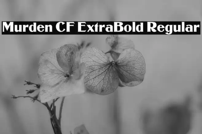 Murden CF ExtraBold Regular Font examples