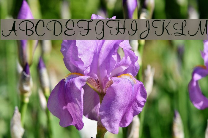 Muriel Font examples
